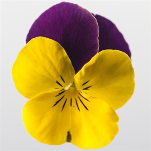 Viola Yellow With Purple Wing